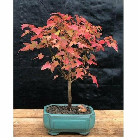 PAISAJE Trident Maple Tree - Acer Buergerianum PA2806495